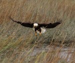 eagle-takes-fish-from-gbh-