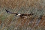 eagle-takes-fish-from-gbh-