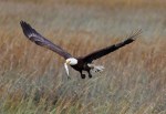 eagle-takes-fish-from-gbh-