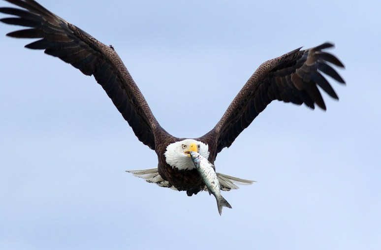 eagle-takes-fish-from-gbh-