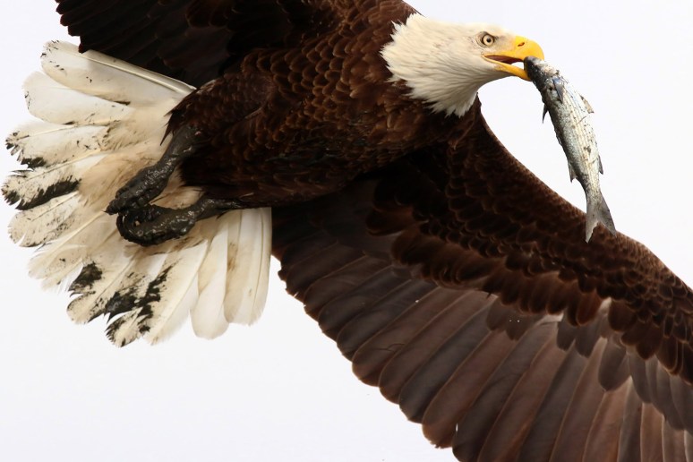 eagle-takes-fish-from-gbh-