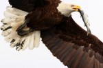 eagle-takes-fish-from-gbh-