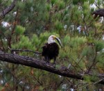 eagle-takes-fish-from-gbh-