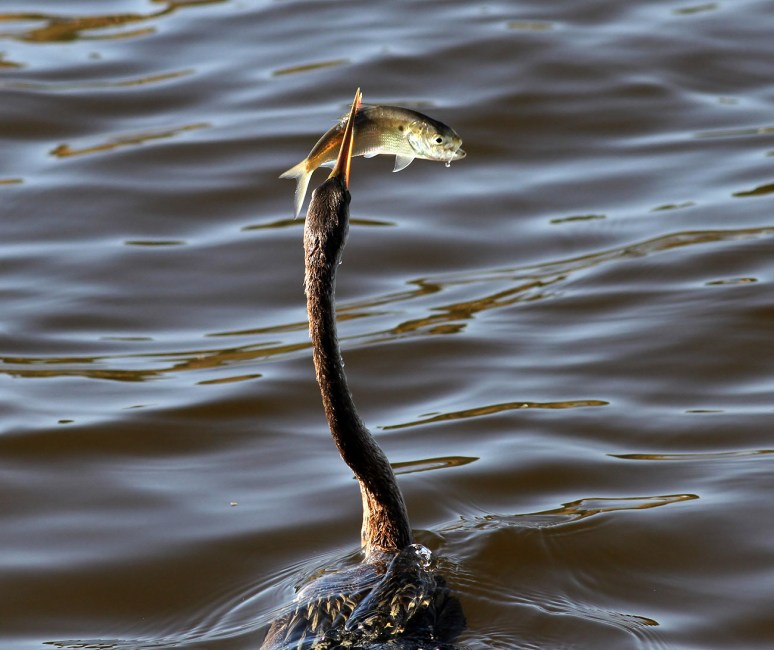 morning-spear-fishing-