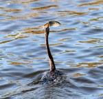 morning-spear-fishing-