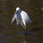 snowball-snags-dinner-