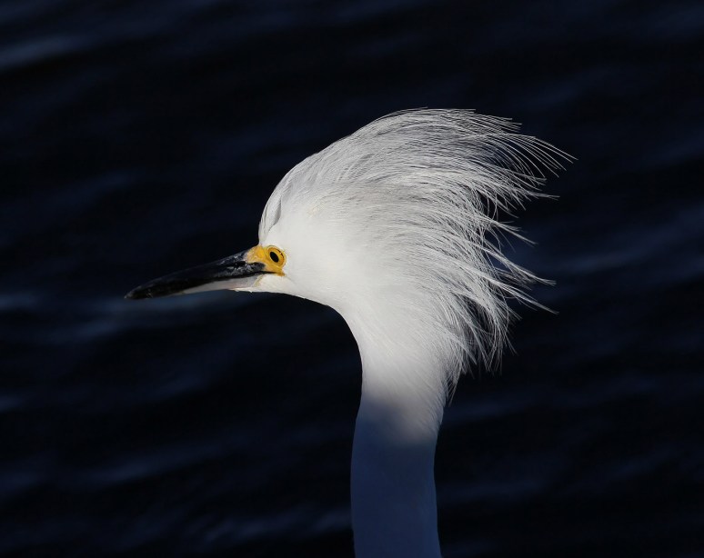 excitable-snowy-in-the-salt-marsh-