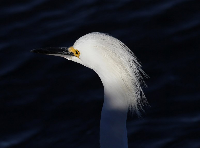 excitable-snowy-in-the-salt-marsh-