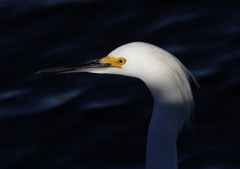 excitable-snowy-in-the-salt-marsh-