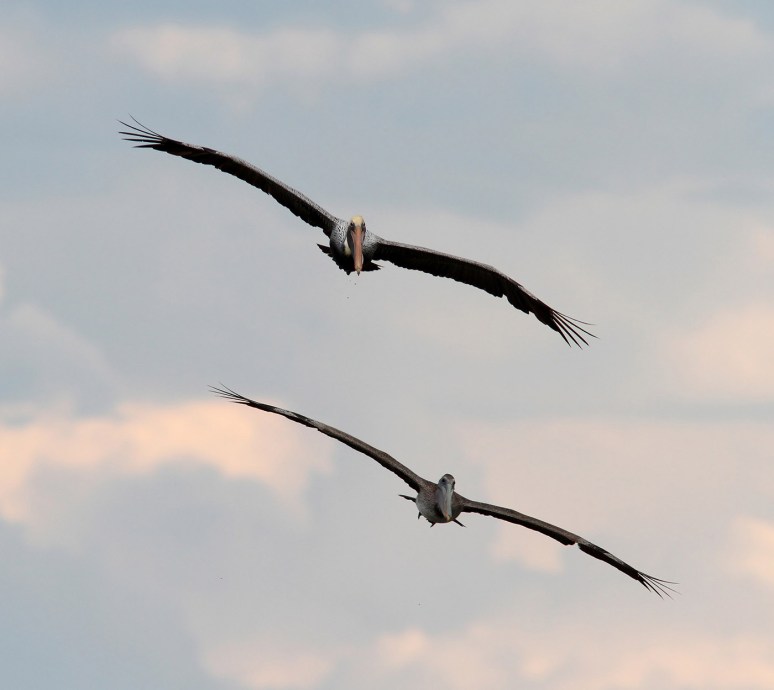 father-and-son-pelicans-