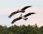 father-and-son-pelicans-