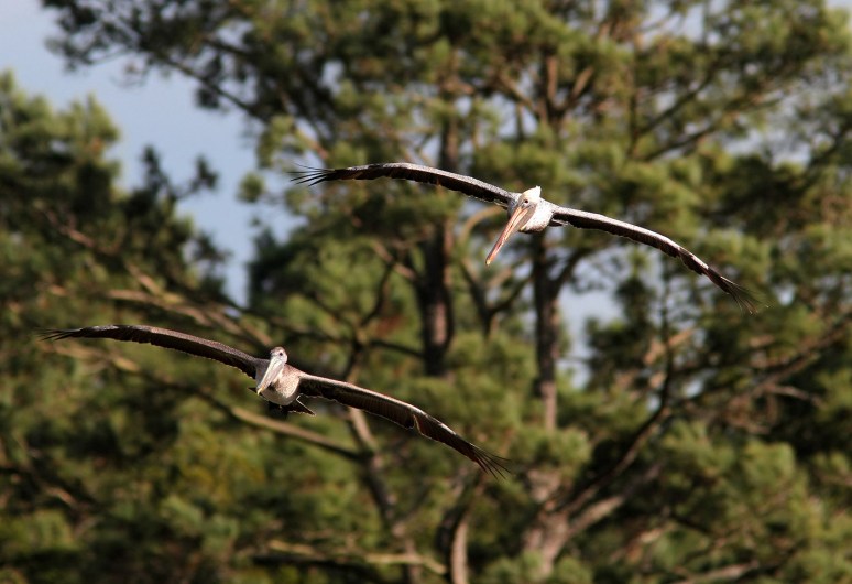 father-and-son-pelicans-