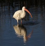 ibis-crab-for-breakfast-