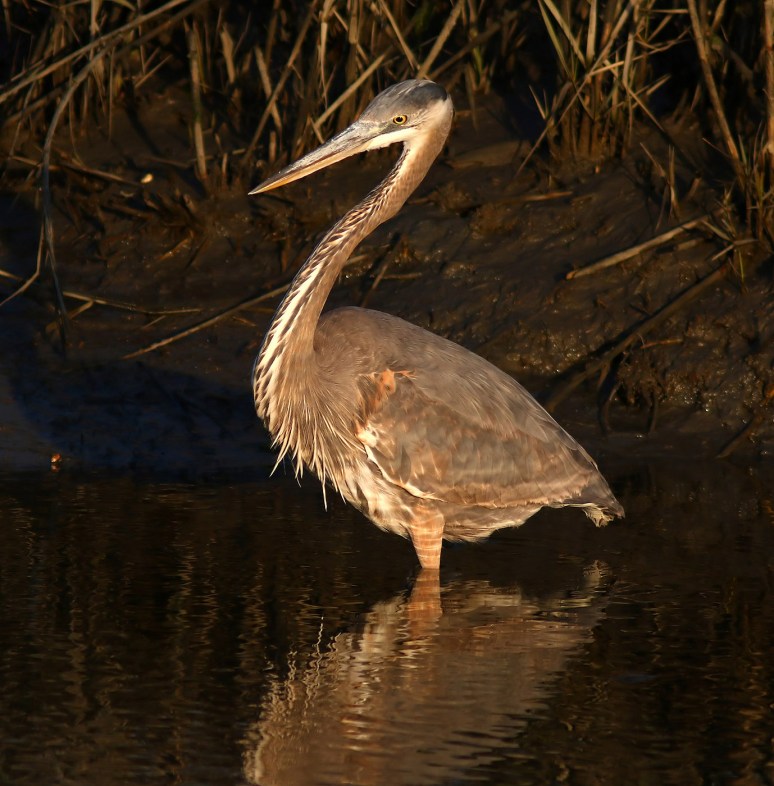 alert-gbh-in-the-salt-marsh