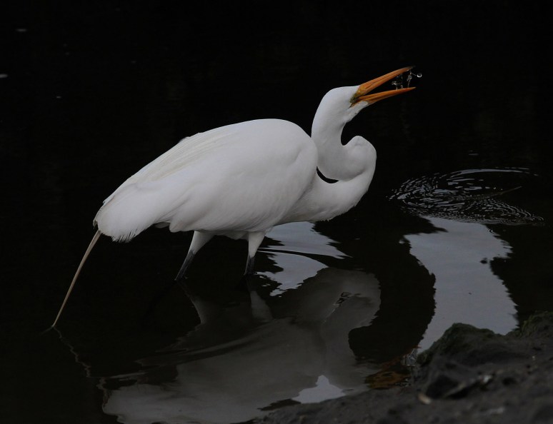 egret-catching-glass-shrimp-in-salt-marsh