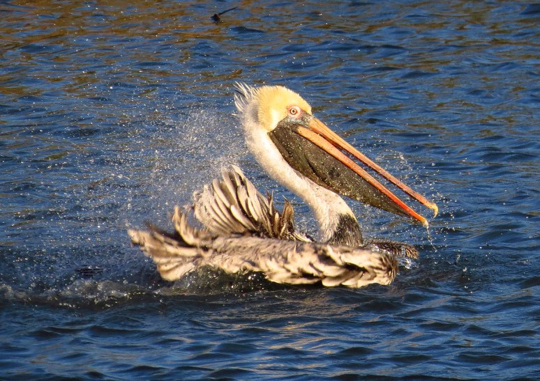 pelican-bathing-in-salt-marsh