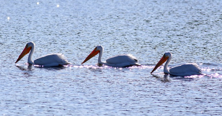 White Pelicans Fall Visit 02