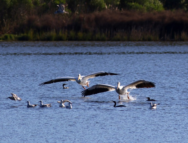 White Pelicans Fall Visit 03