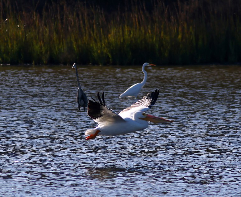 White Pelicans Fall Visit 04