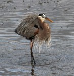 New Year Spoonies&nbsp;02