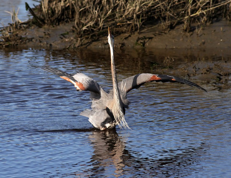 gbh struts in salt marsh 02