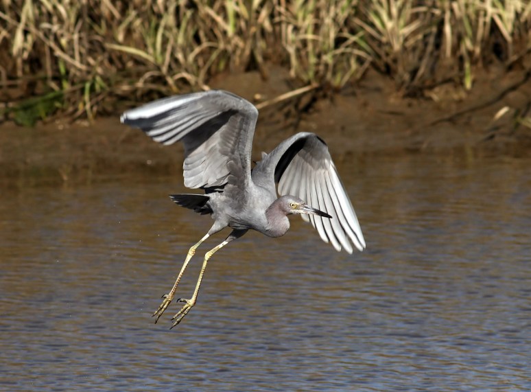 lbh in marsh pond 01