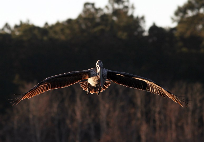 Juv Brown Pelican Fishing 01