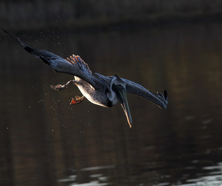 Juv Brown Pelican Fishing 02
