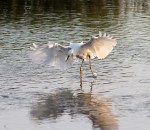 Morning at the Salt Marsh&nbsp;02