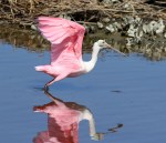 Afternoon Spoonbills in the Marsh&nbsp;01