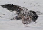 Alligator On An Evening Feed&nbsp;01