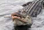 Alligator On An Evening Feed&nbsp;02