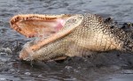 Alligator On An Evening Feed&nbsp;04