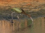 Glossy Ibis Juv and Mature&nbsp;02