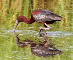 Glossy Ibis Juv and Mature&nbsp;03