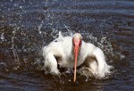 Ibis Bathing in&nbsp;Marsh