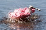 Spoonbill Bathing in Marsh&nbsp;01