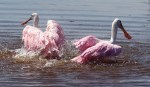 Spoonbill Bathing in Marsh&nbsp;03