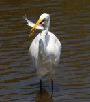 Egret With A Fish Lunch&nbsp;01
