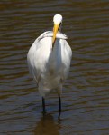 Egret With A Fish Lunch&nbsp;02