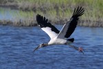 Wood Storks Coming and Going&nbsp;02