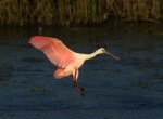 Spoonbill Lands in Salt Marsh&nbsp;01