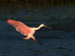 Spoonbill Lands in Salt Marsh&nbsp;02