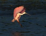 Spoonbill Lands in Salt Marsh&nbsp;03