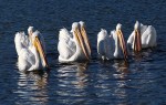 White Pelicans in Marsh Dec&nbsp;03