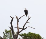 Eagle in Marsh&nbsp;01