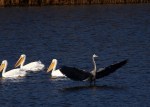 White Pelicans and GBH&nbsp;05